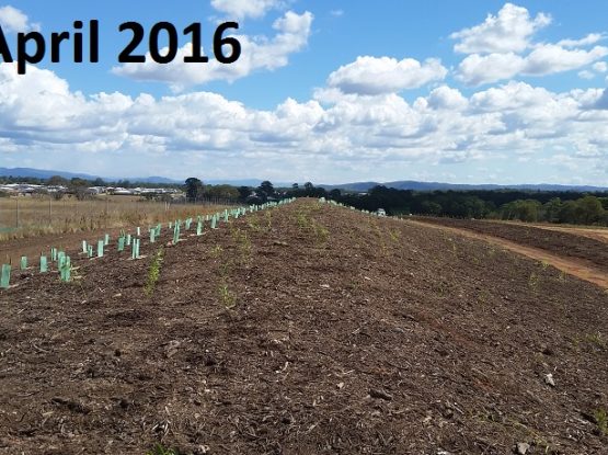 A new forest within a year! – Surely not?